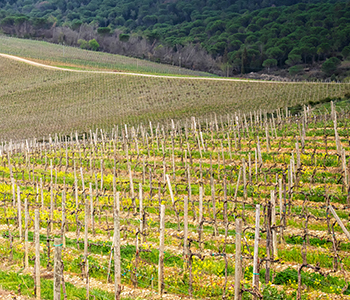 Consulenza agronomica con Lotta integrata