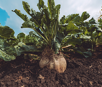 Consulenza agronomica con Lotta integrata