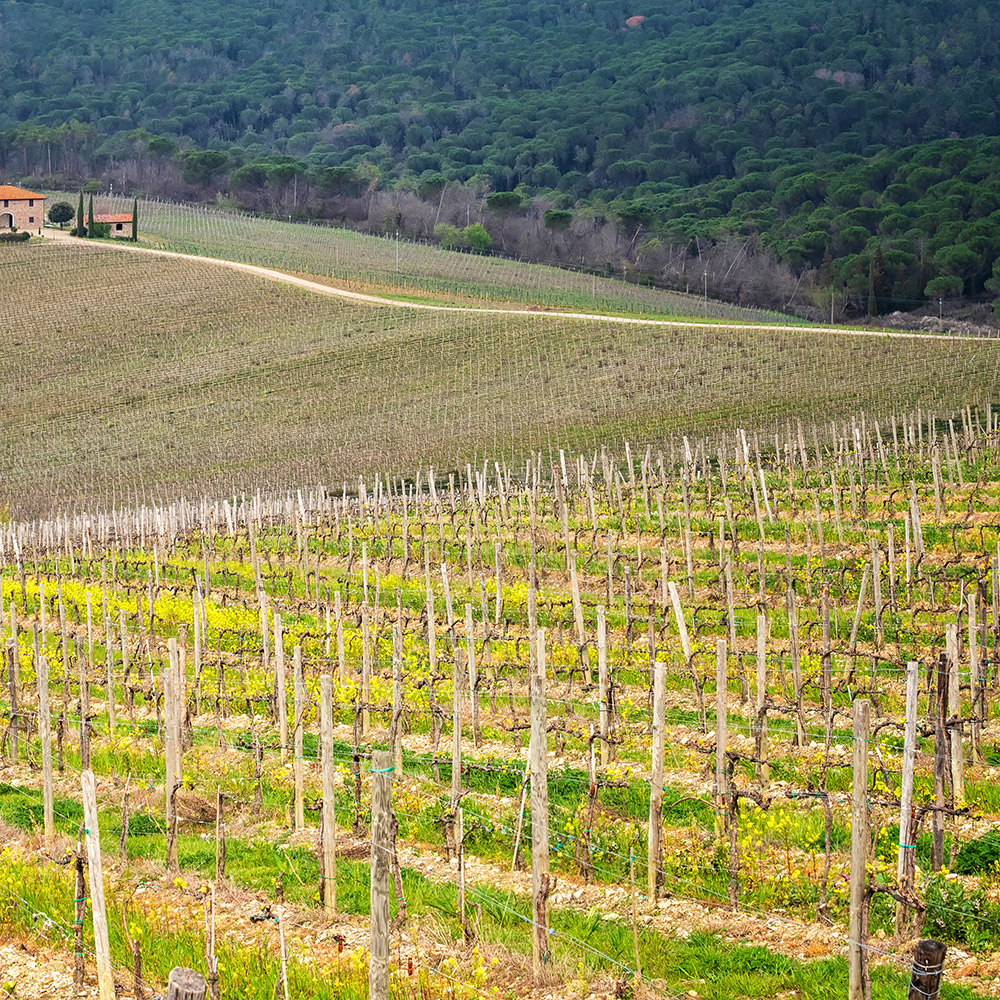 Richiedi la consulenza agronomica Programma sviluppo rurale